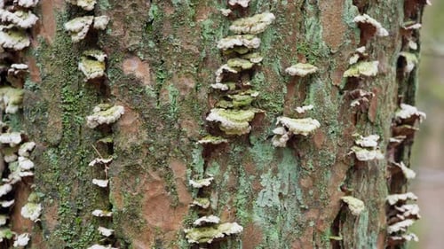 Tree Bark Encrusted with White Fungus and Green Lichen