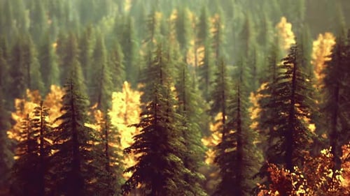 Golden Light Filters Through Autumn Forest 3D Animation