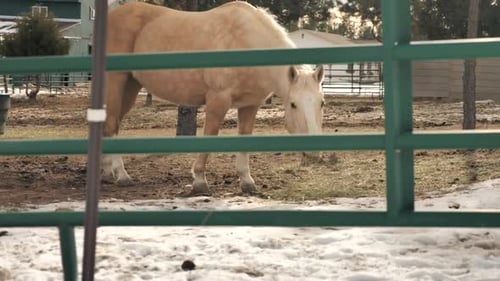 Cheval bronzé paissant à travers une clôture.