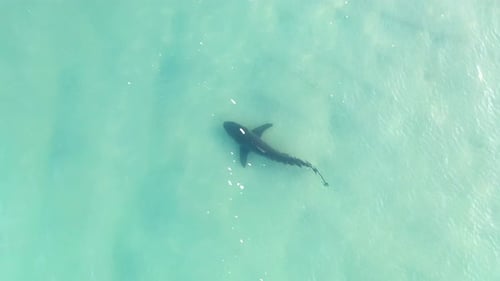 Sharks swimming in shallow water, Mediterranean Israel, aerial