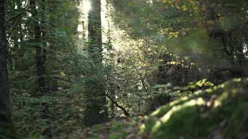 Wide shot to close up shot of the ground to a sulight backlit tree, covered in moss in slowmotion