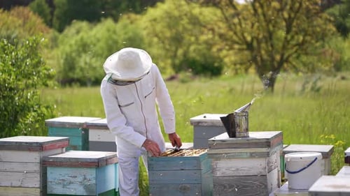 Beekeeping worker in protective uniform. Man beekeeper in uniform working on beehive field.