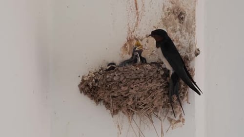 Common Swallow Flies to Nest and Feeds her Baby Birds, Close Up View