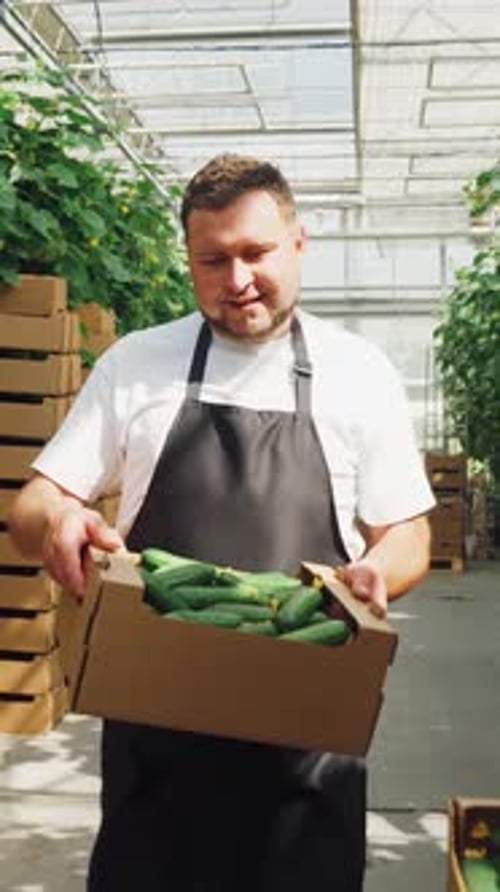 Smiling man in greenhouse holds box of cucumbers