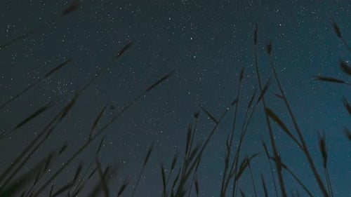 Night Starry Sky With Glowing Stars And Meteoric Tracks Trails Above Young Wheat Sprouts In Summer