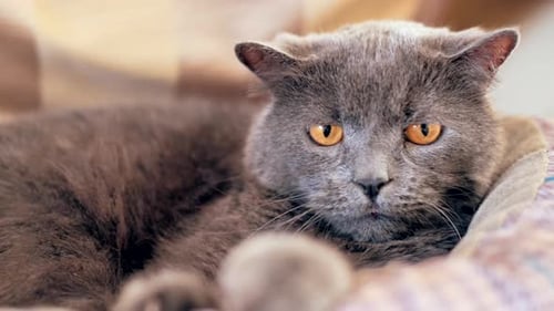 Content Grey Cat Relaxing Comfortably Indoors