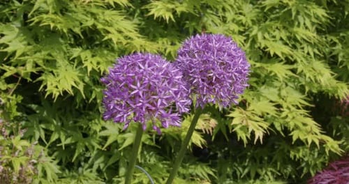 Plano amplio mirando hacia arriba sobre 2 flores de Allium Purple Sensation