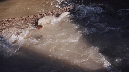Fisheries Fish Splash in Nets Close Up