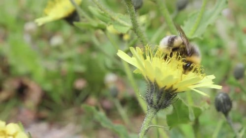 Close-up of bees hornets that are collecting nectar and pollen on their legs from yellow mountain fl