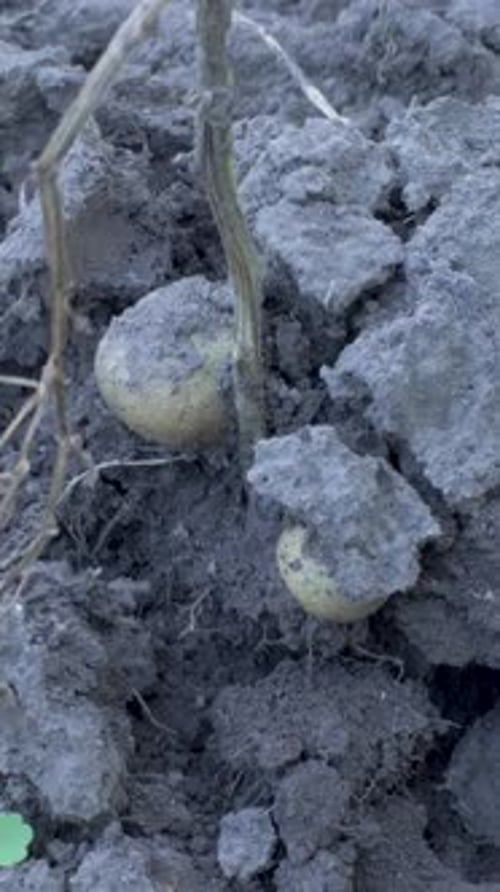 Harvesting Potatoes from Soil in a Rural Garden