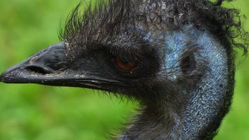Extreme close up portrait shot of an Australian flightless bird species, an Emu, dromaius novaeholla
