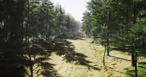 Lush Forest Path Illuminated By Soft Sunlight During Midday