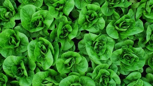 Salade verte biologique, laitue romaine, gros plan, fond de rotation. Verts
