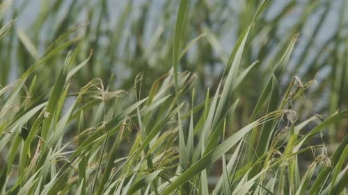 Grass sways in the wind on the shore of a pond.