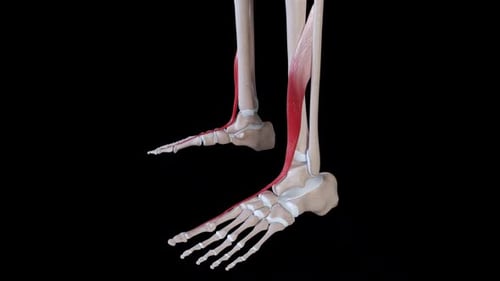 3D Animation of Human Foot and Leg Muscles with Bone Structure