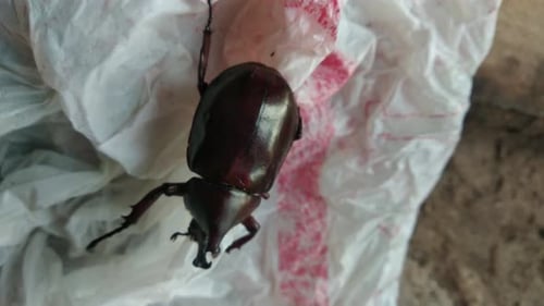 Beetle Crawling on White Wrinkled Paper
