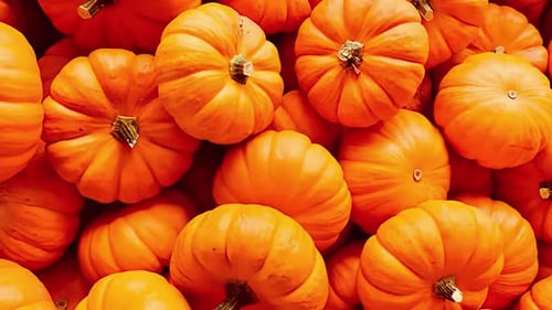 Pile Of Sweet Halloween Christmas Pumpkins At The Market