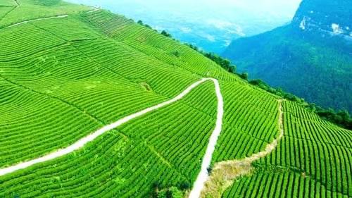 Tea Field