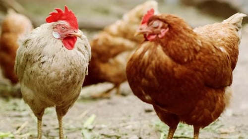Chickens Roam Freely in a Farmyard Pecking at the Ground and Interacting with Each Other Under the