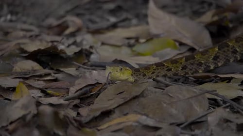 Un serpent camouflé se fond parfaitement dans les feuilles mortes, révélant ainsi l'éclat trompeur de la nature.