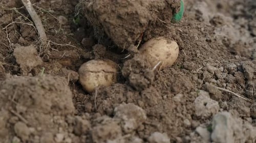 Fresh Potatoes Harvested from Fertile Soil