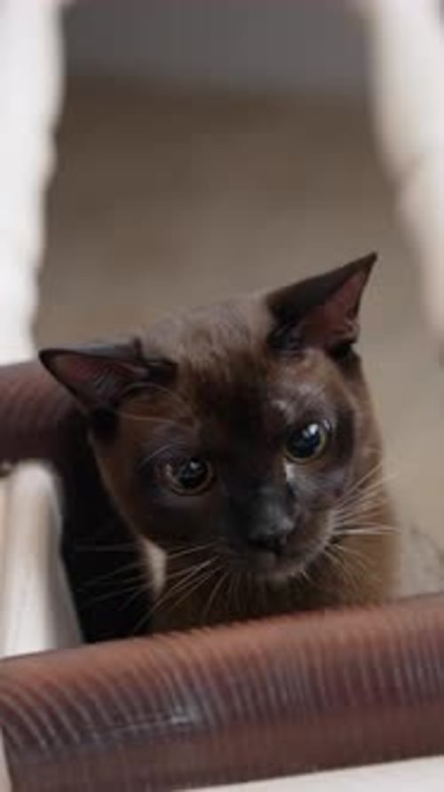 Incroyable chaton birman dans les escaliers. Chat brun drôle jouant dans la maison.