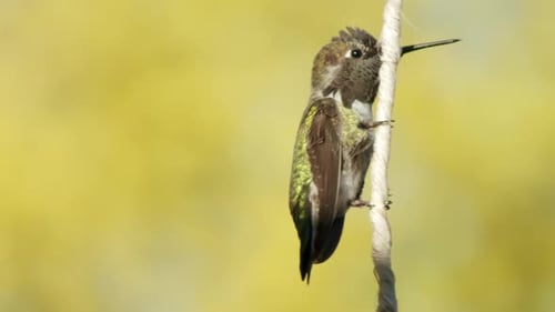 Très gros plan d'un colibri atterrissant sur une ficelle