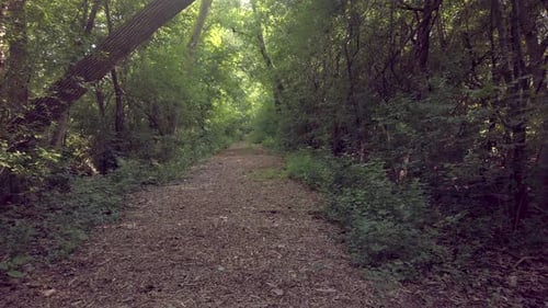 Verträumter Spaziergang auf einem üppigen Waldweg, sonniger Morgen