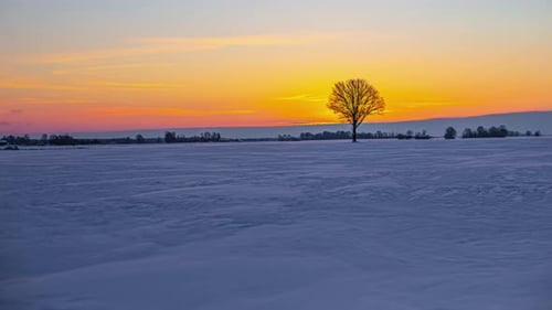Golden sky sunrise over winter agriculture fields. Tree silhouette. Fusion time lapse