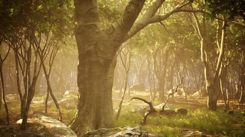 Sunlight Filters Through Trees in a Serene Forest During Early Morning Hours