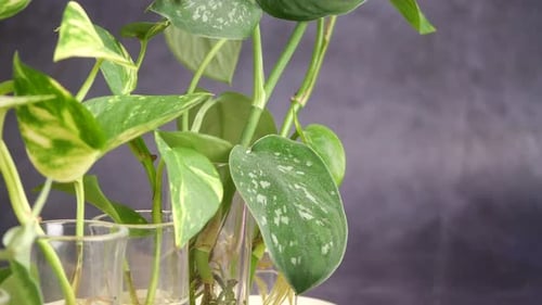 Growing Pothos Plants in Clear Containers at Home