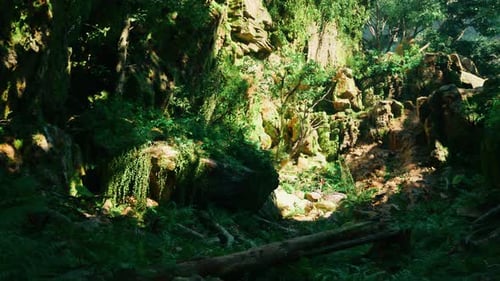A Lush Green Forest Filled with Lots of Trees Mountain Path