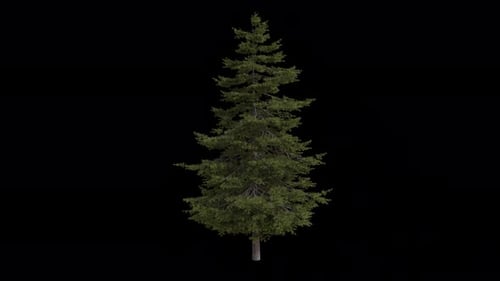 Douglas fir Tree blowing in the wind. Columbian pine Tree. Alpha Channel. Loop Animation