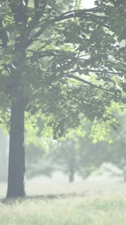 The Green Mapple Leaves in the Summer