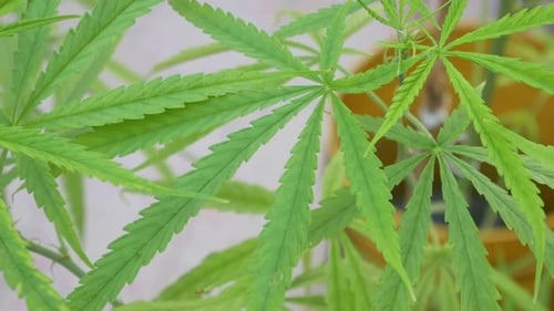 POV von Cannabis/Marihuana/Unkrautblatt mit Wind, der tagsüber weht. Video in 4K aufgenommen. Pflanzliche Alternativen