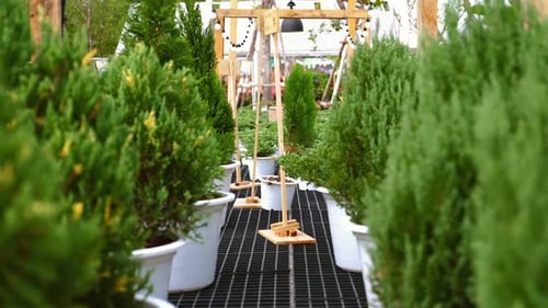 Des conifères, des genévriers, des pins et des épicéas forment une rangée décorative dans un atelier de jardinage écologique