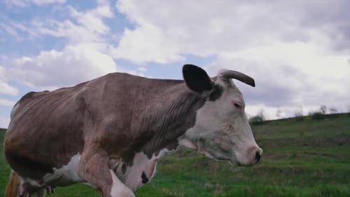 Beautiful cow walking on the field and eating grass. Close up view of grazing cow.