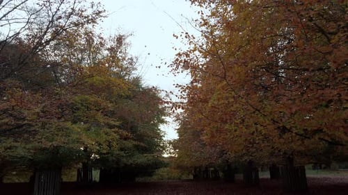 Autumnal Trees with Colorful Foliage in Woodland