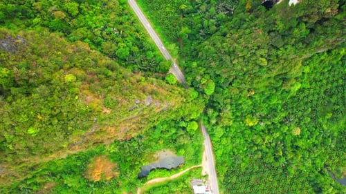 Trees tunnel road and limestone hills
