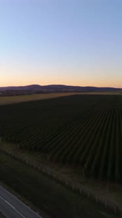 Vertical Aerial View of Orchard Fields, Country Road and Distant Hills at Sunset