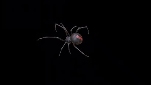Black Widow Spider Walk Top View