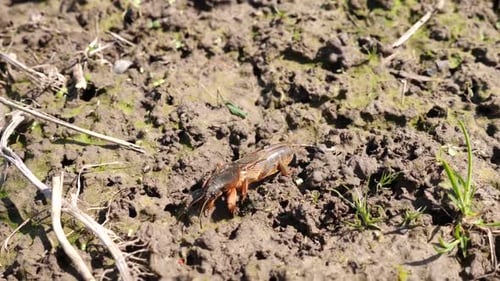 P411 1 Insecte Gryllotalpidae en pleine terre au début du printemps.