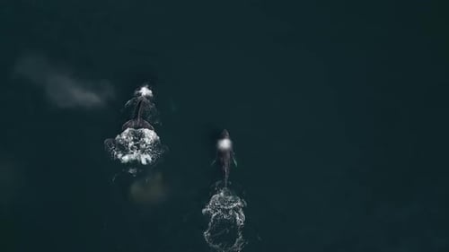 Drone Footage of Two Giant Whales Diving Deep Into the Ocean Disappearing