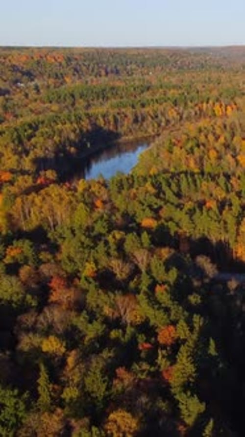 Vertical aerial view over a river in autumn. Colorful forest landscape. Drone shot flying towards.