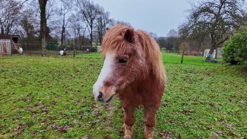 Close-up view about a standing chestnut colored pony at the farm, France.