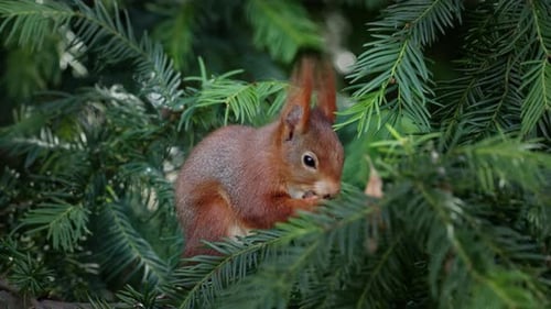 Red Squirrel Eating Nut in Tree