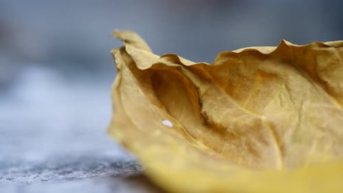 close up of dry yellow leaves on the floor.