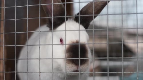 Rabbits in Cage