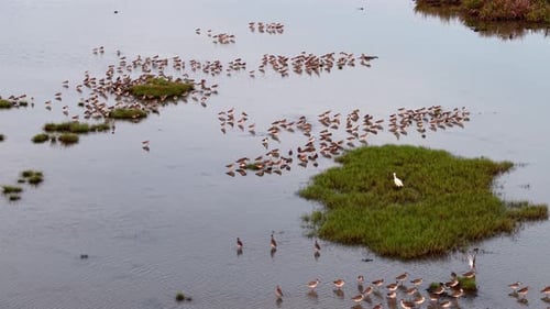 Aerial view of sandpipers flocking in coastal tidal marsh
