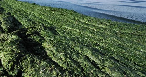 Algas verdes, costa mediterránea francesa, occitano, Francia